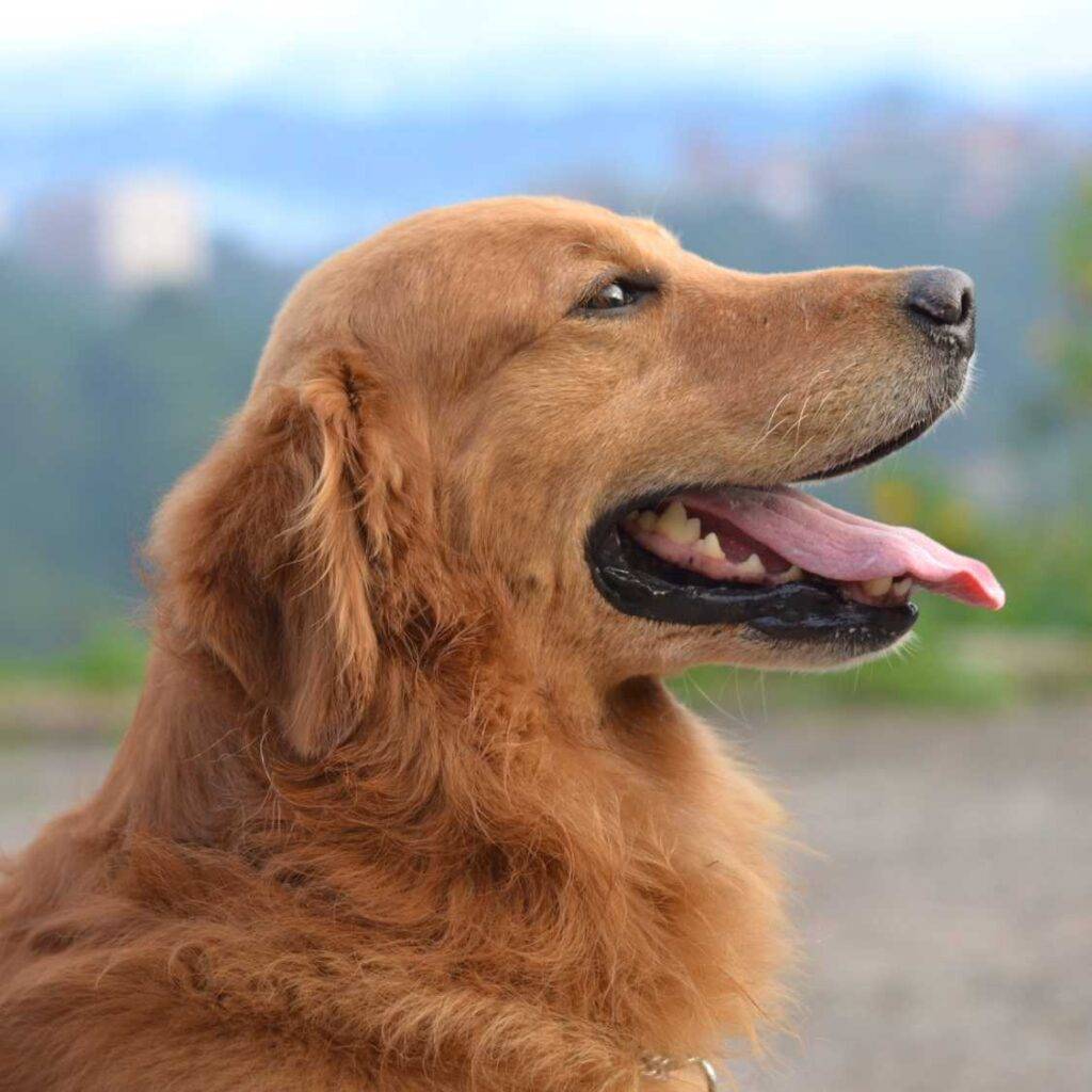 Golden Retriever Environment and Living Conditions