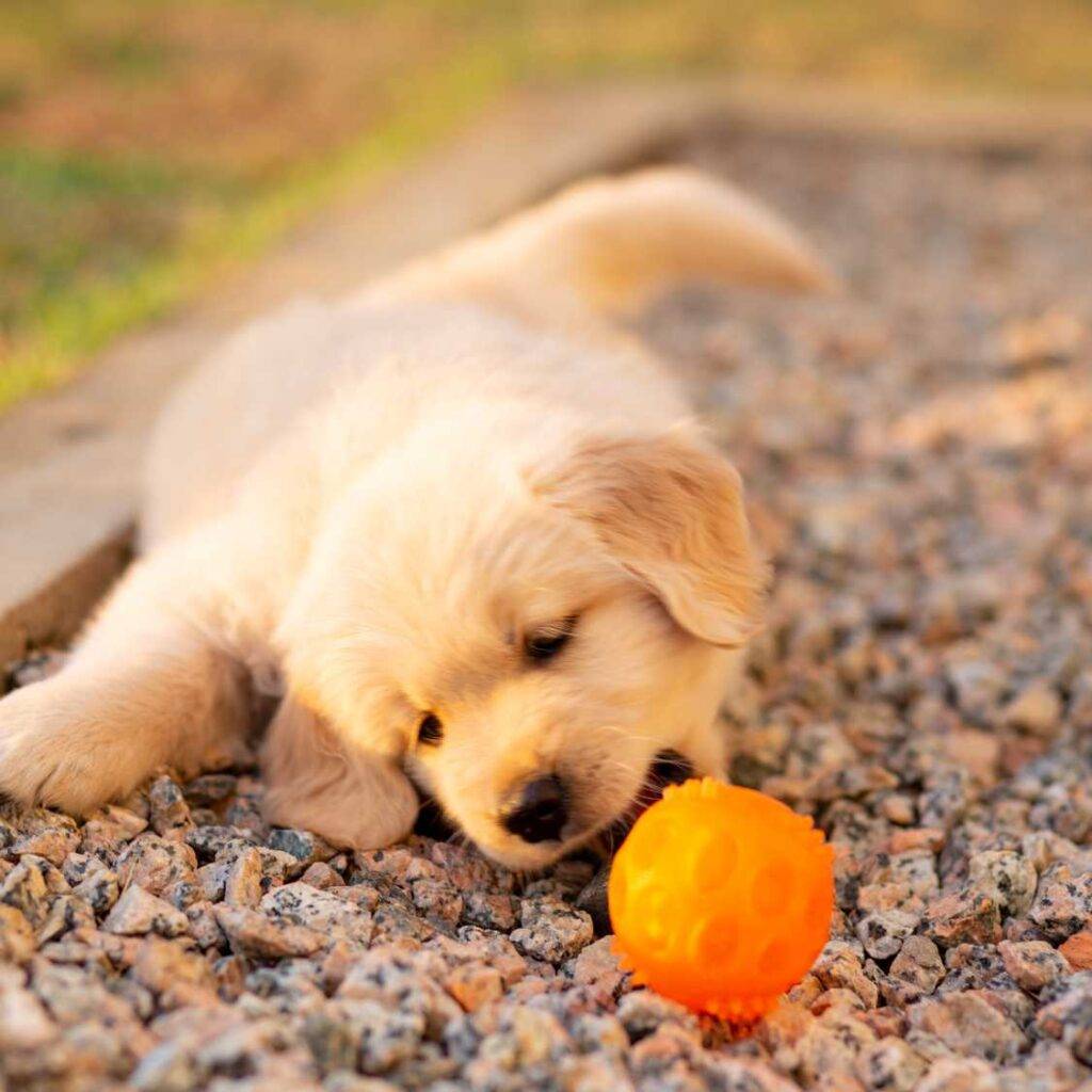 Golden Retriever Exercise and Physical Activity Needs