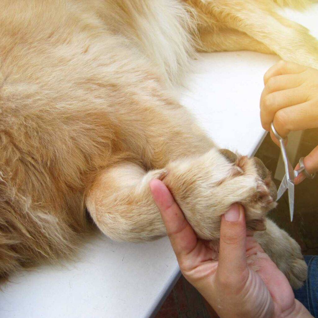 Golden Retriever Grooming and Maintenance