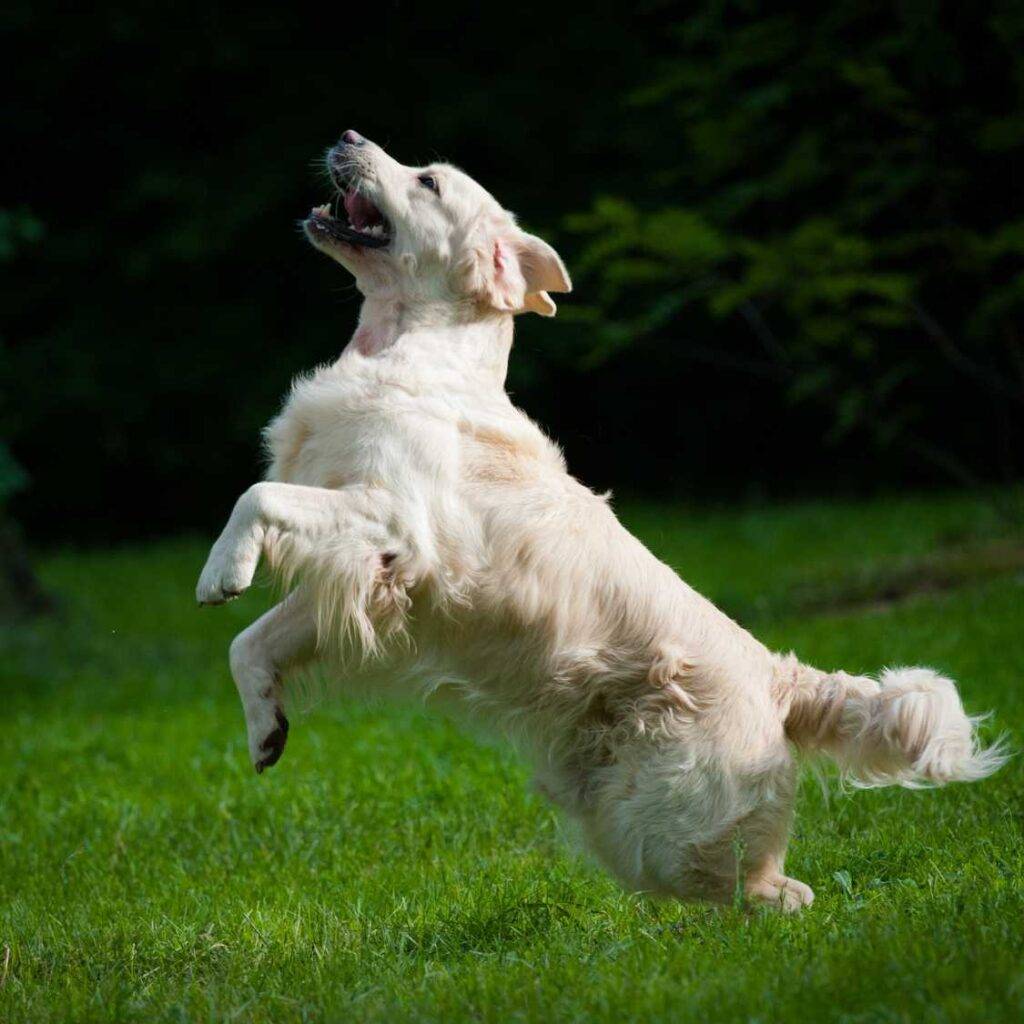 Golden Retriever Health and Lifespan