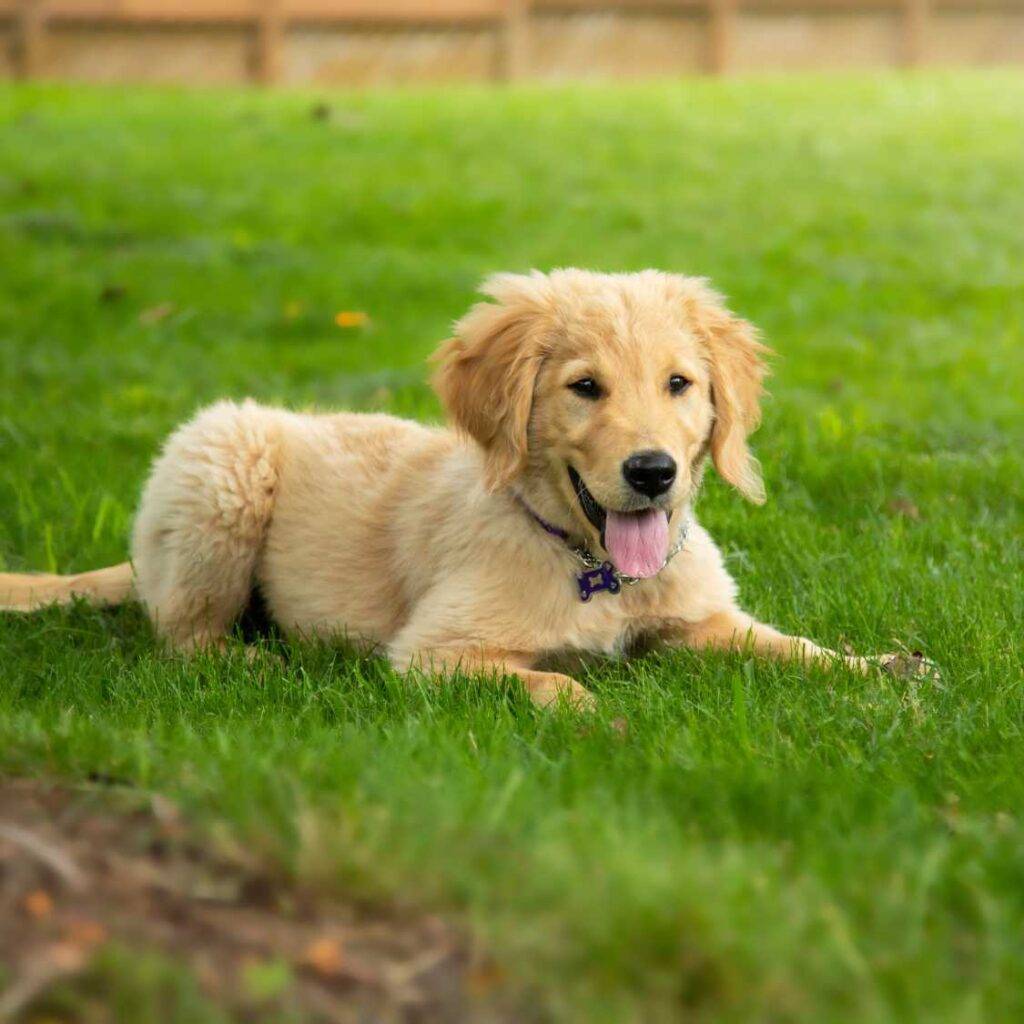 Golden Retriever Personality and Temperament