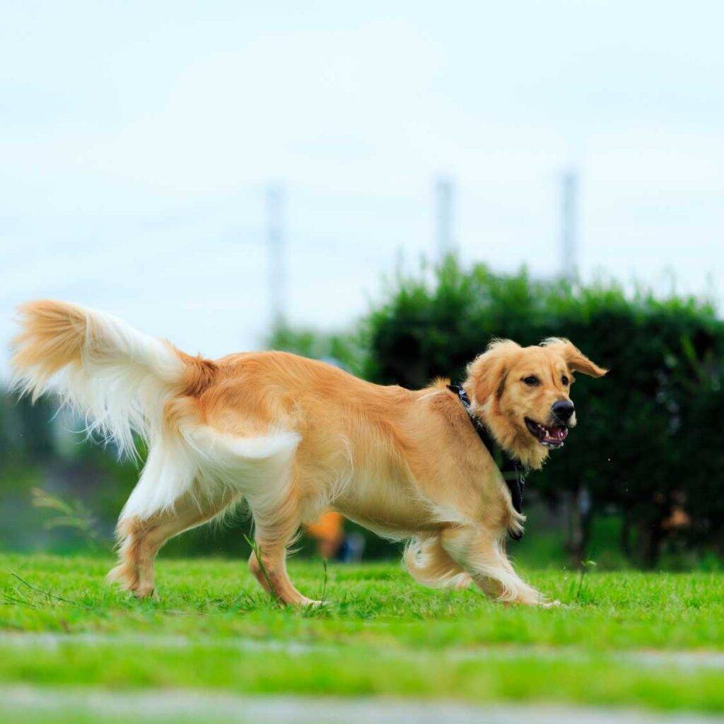 Golden Retriever Physical Characteristics