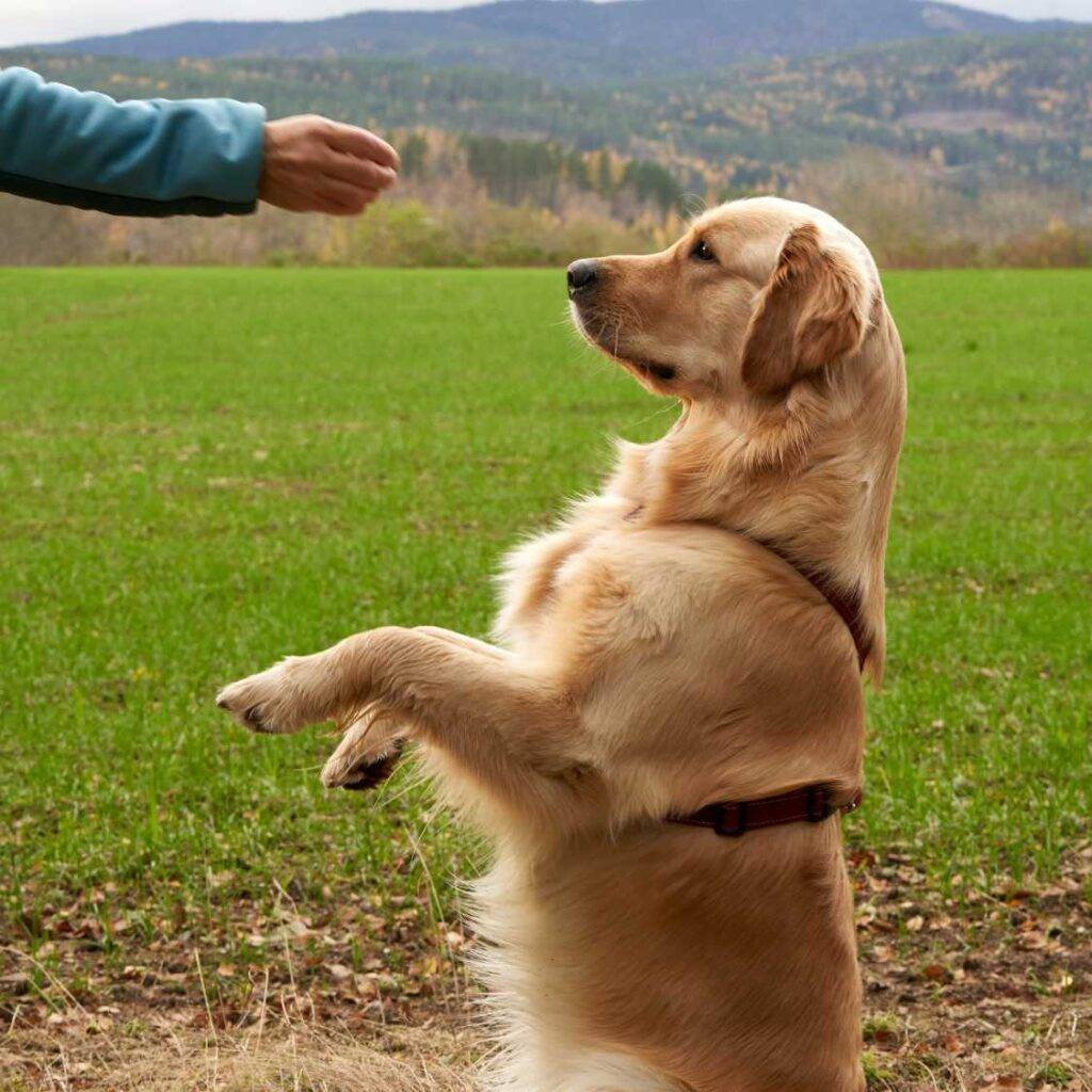 Golden Retriever Training and Socialization