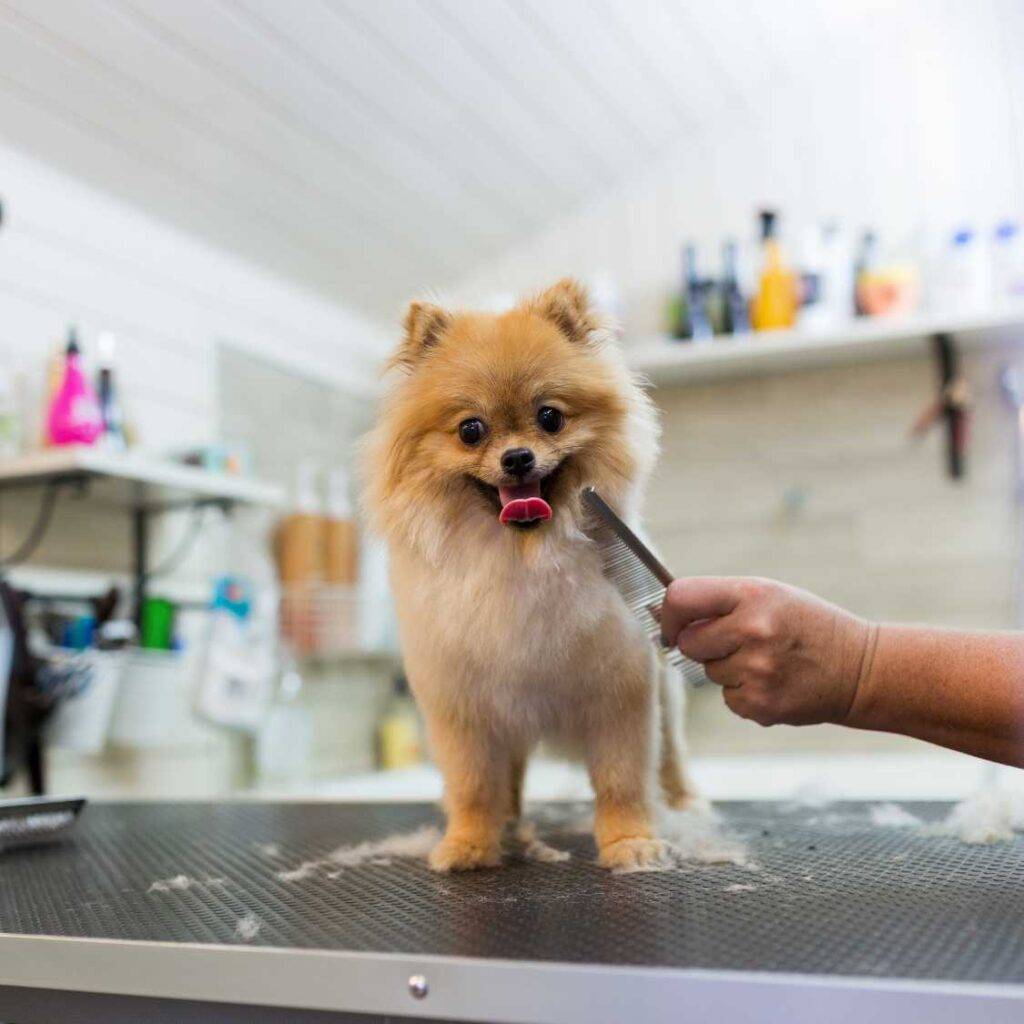 Grooming Needs of Small Dog Breeds