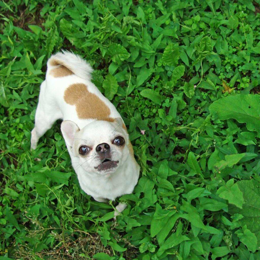 Health Considerations for Small Dogs