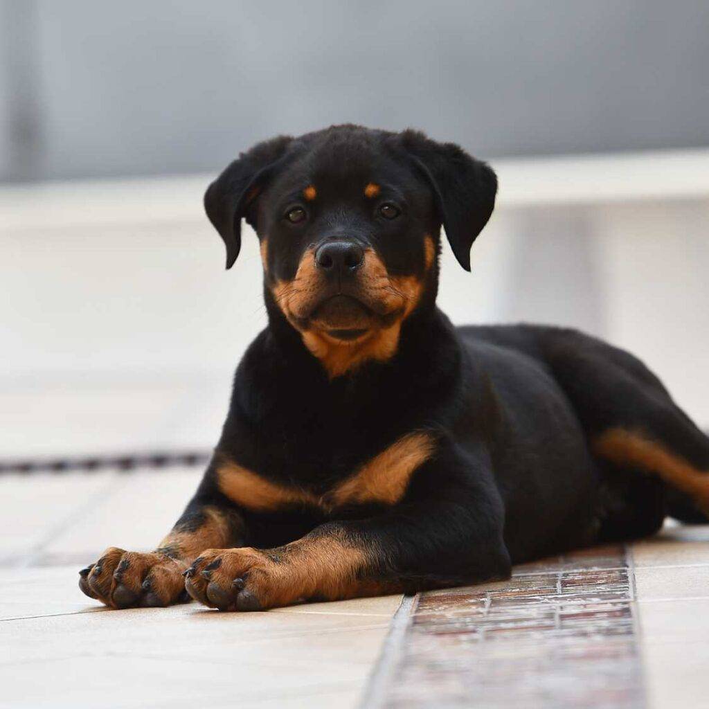 Health and Longevity_ Caring for Your Rottweiler