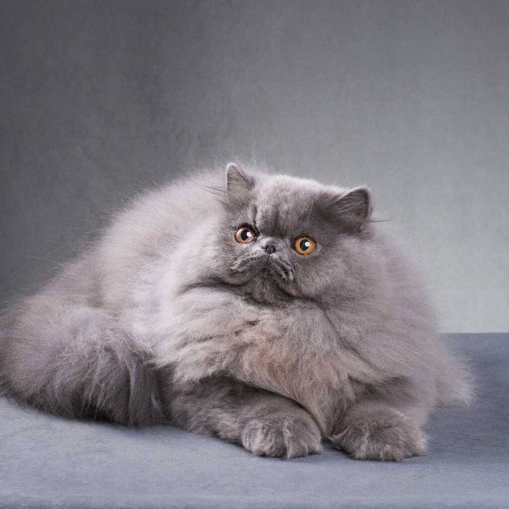 History of the Persian Cat