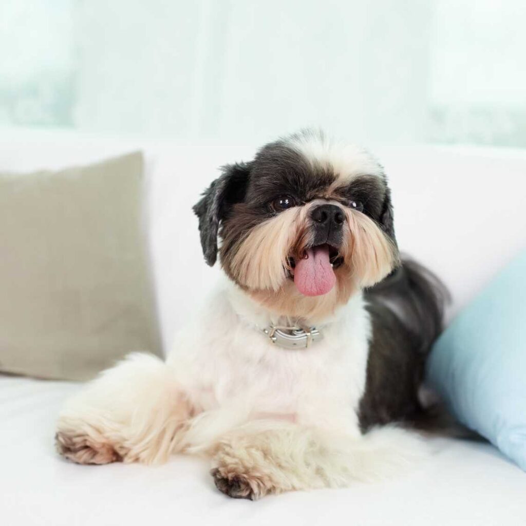 Living with a Shih Tzu