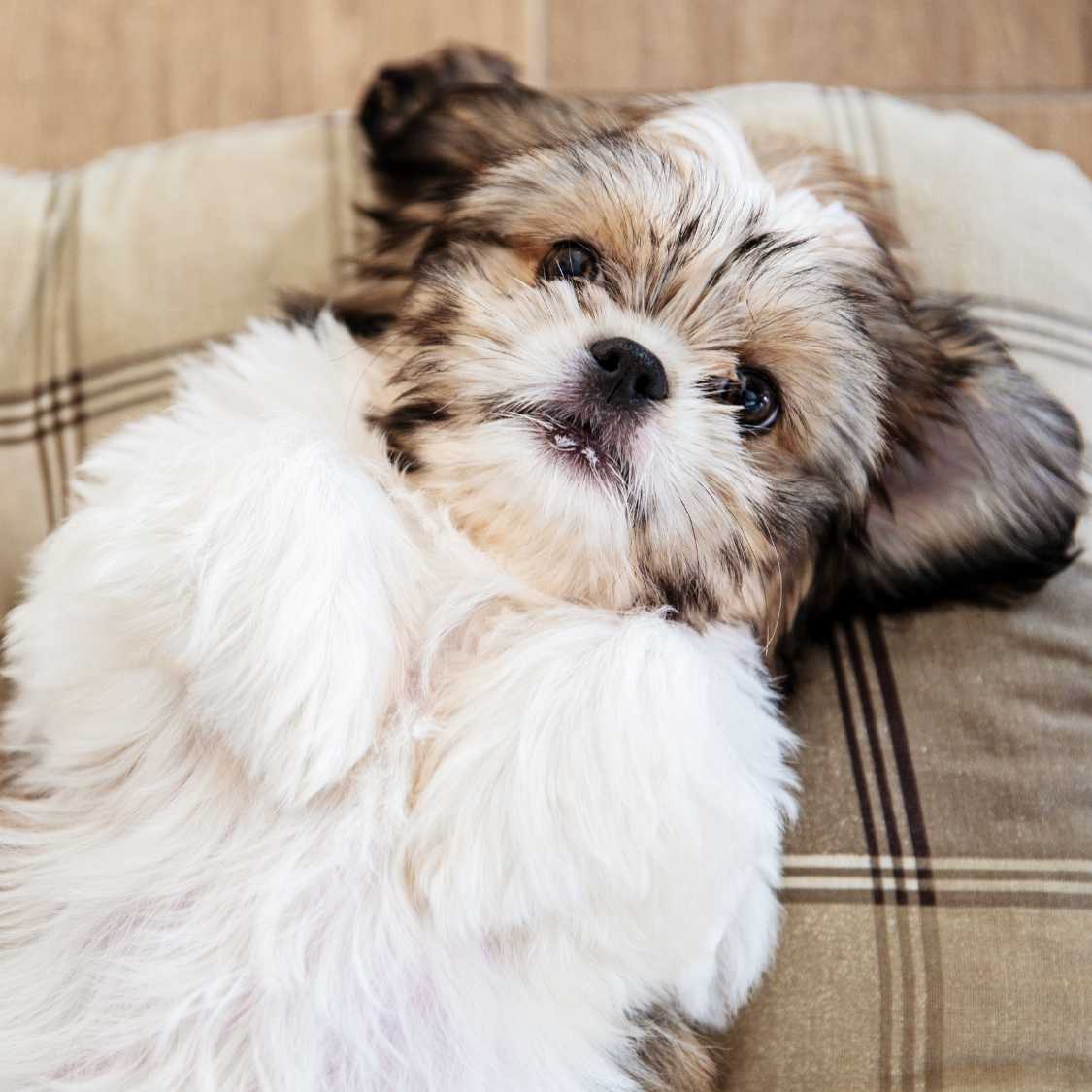 Planning to Adopt a Shih Tzu_ Here's Your Complete Guide!