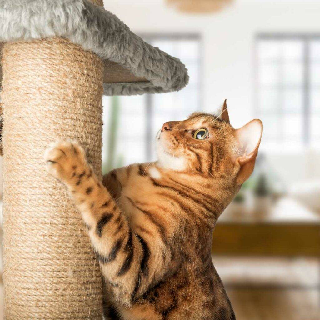 Cat Scratching post