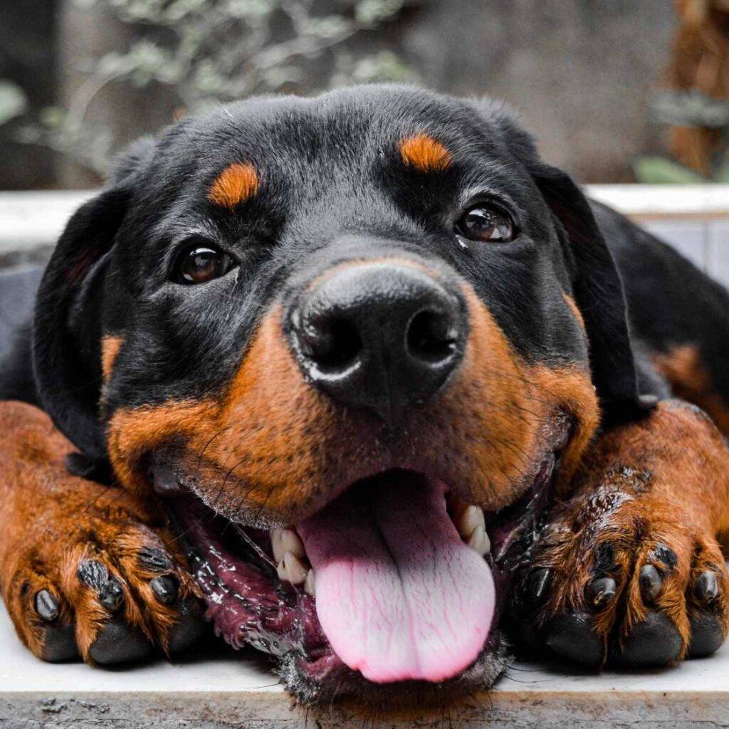 Rottweilers Fun Facts and Trivia_ Did You Know