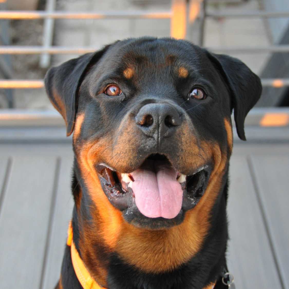 Rottweilers_ The Ultimate Guide to Your Loyal Guardian