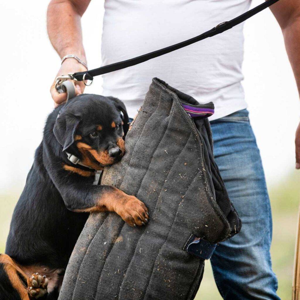 Training and Socialization_ Essential for a Well-Behaved Rottweiler