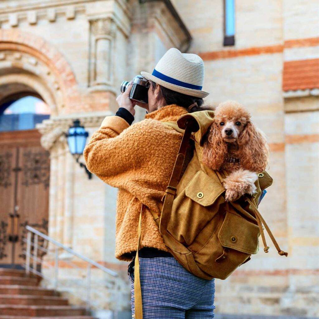 Traveling with Small Dogs