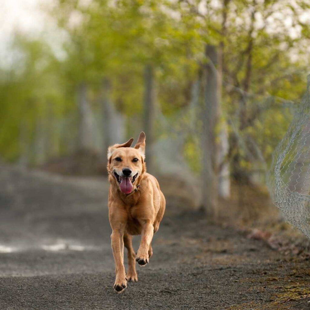 Understanding Why Dogs Run Away