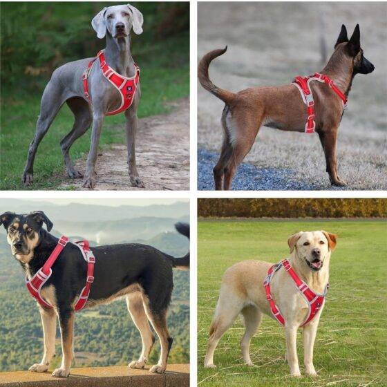 Hank Dog Harness Red Grey