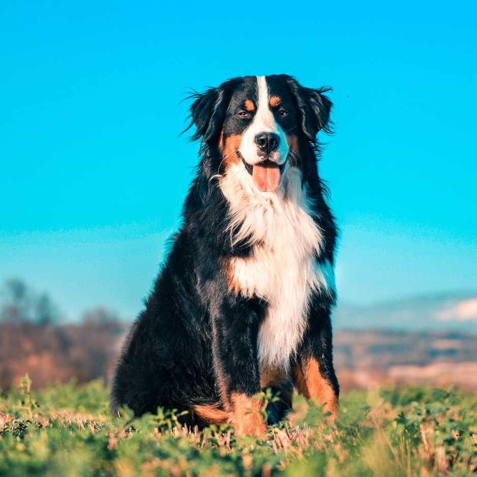 Bernese Mountain Dog