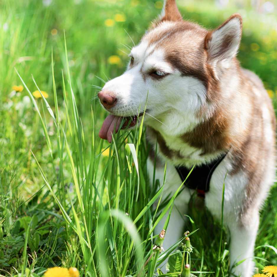 Common Theories Behind Grass Eating