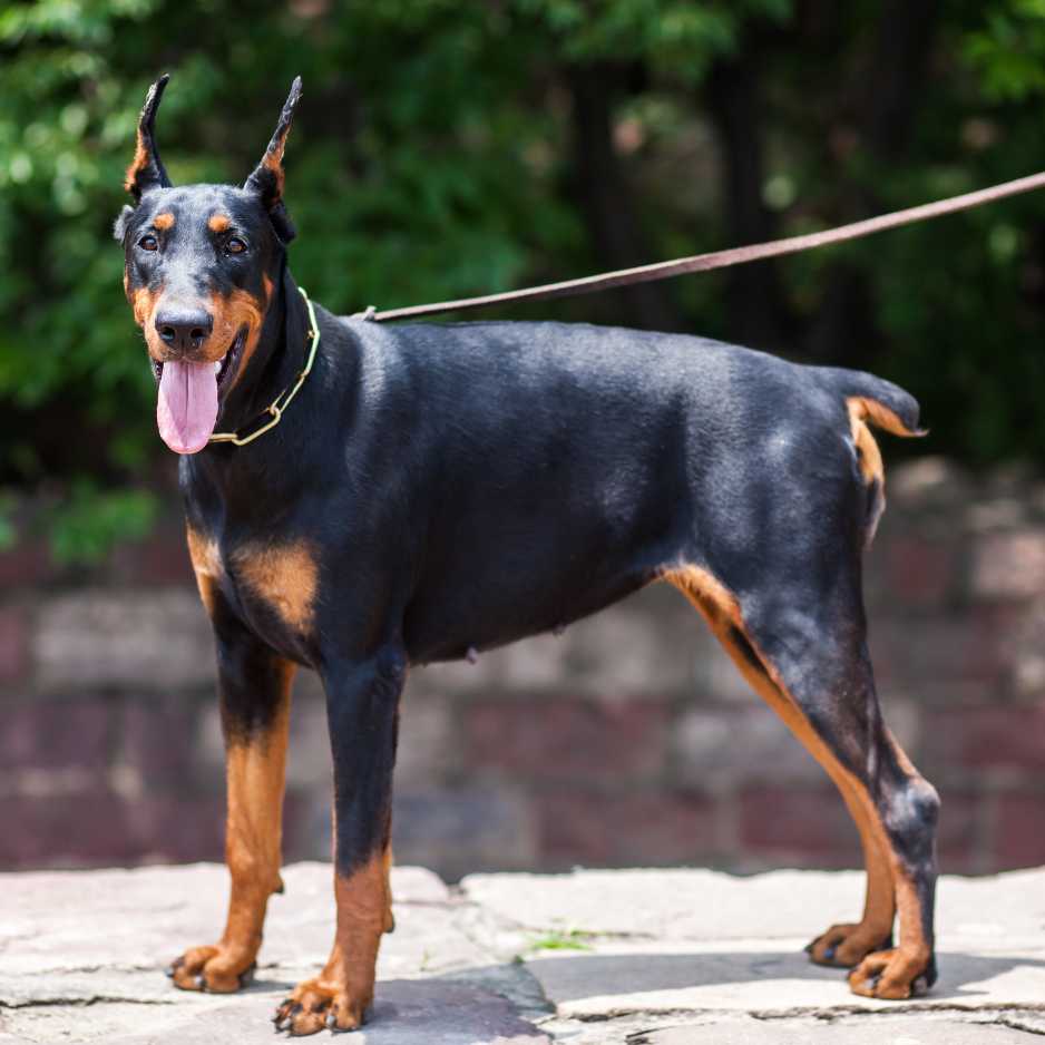 Doberman Health Considerations