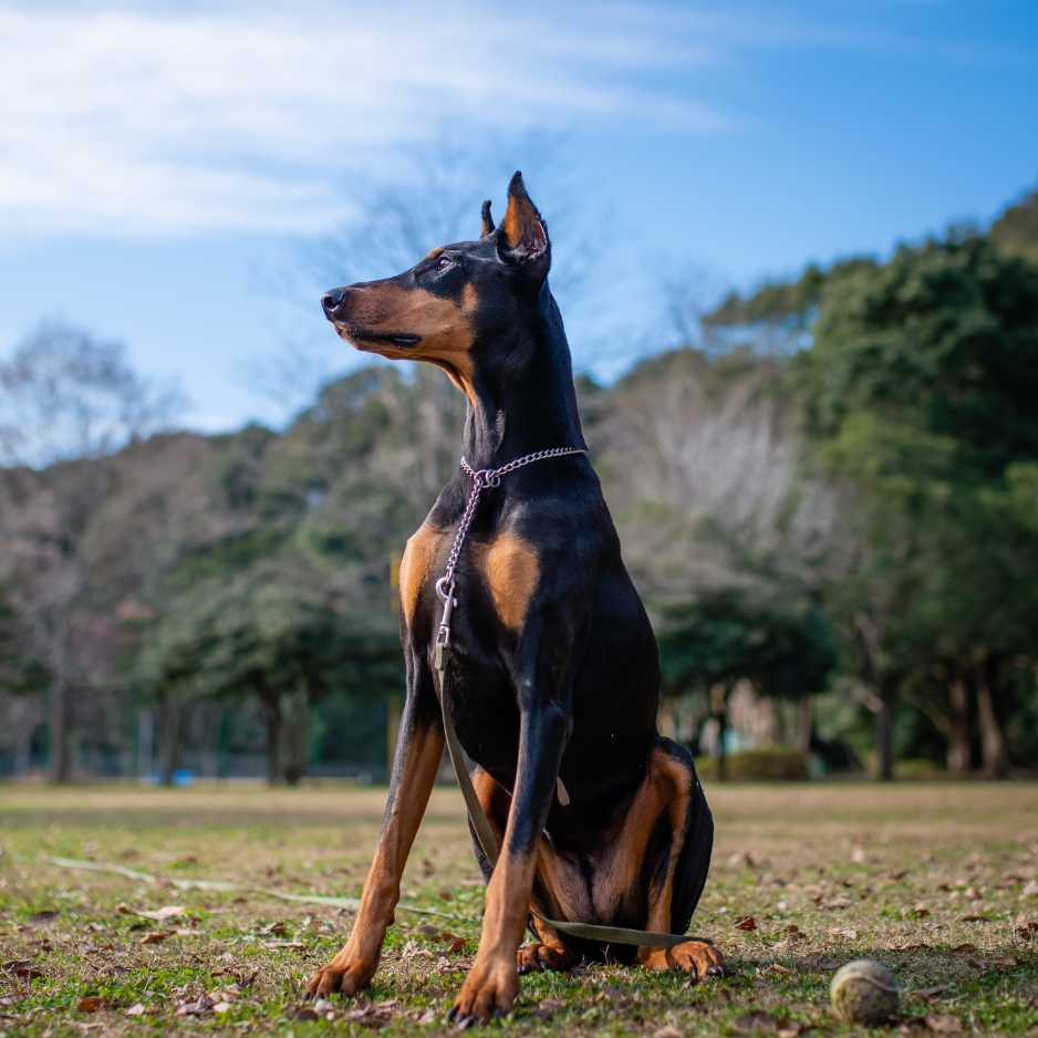 Doberman Origins and History