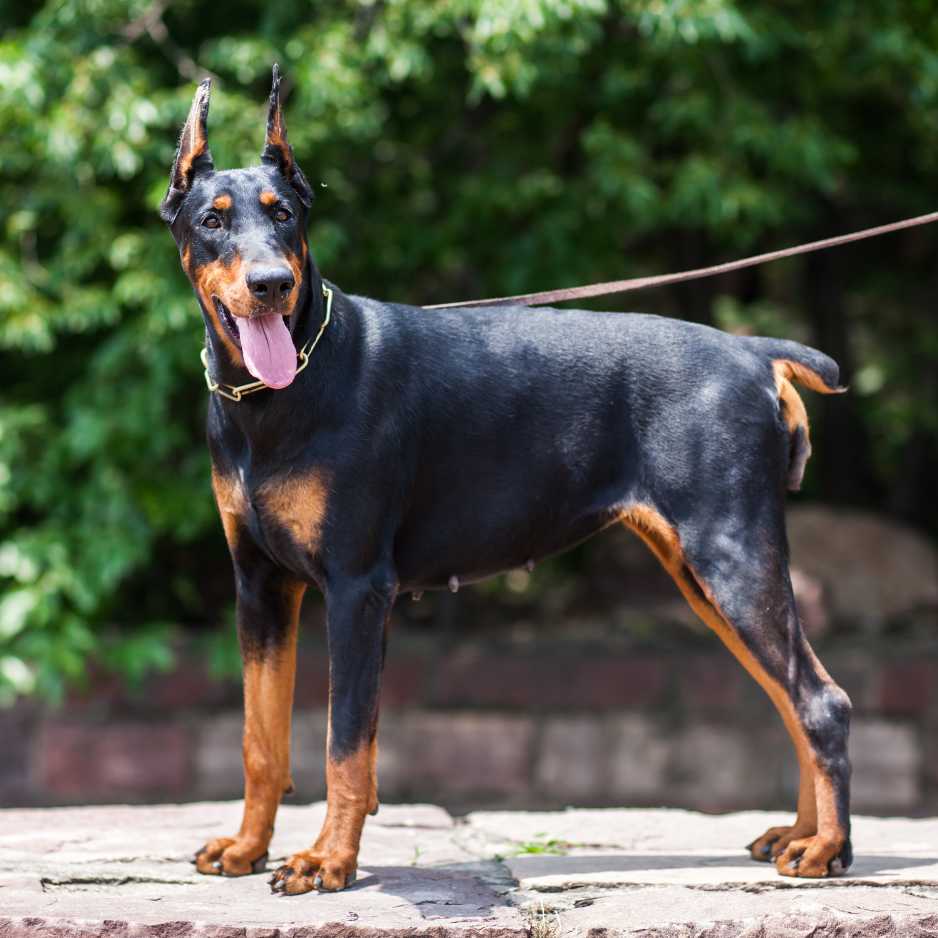 Doberman Pinscher