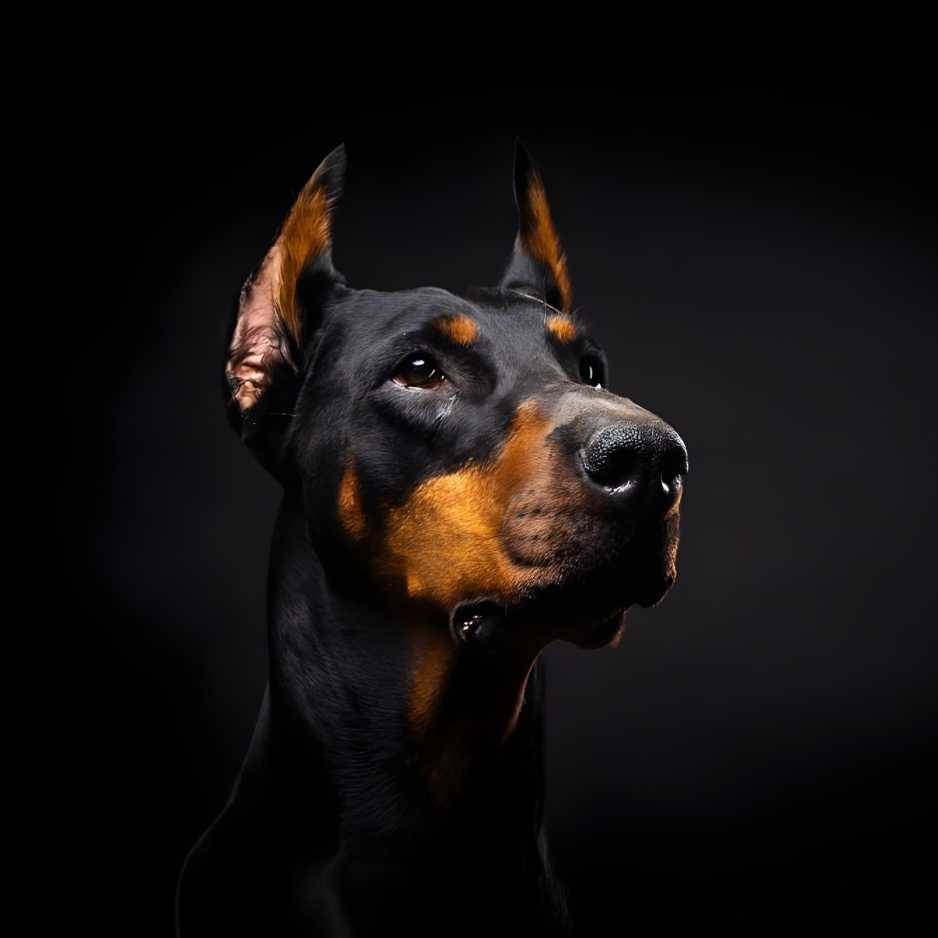 Doberman Pinscher Introduction