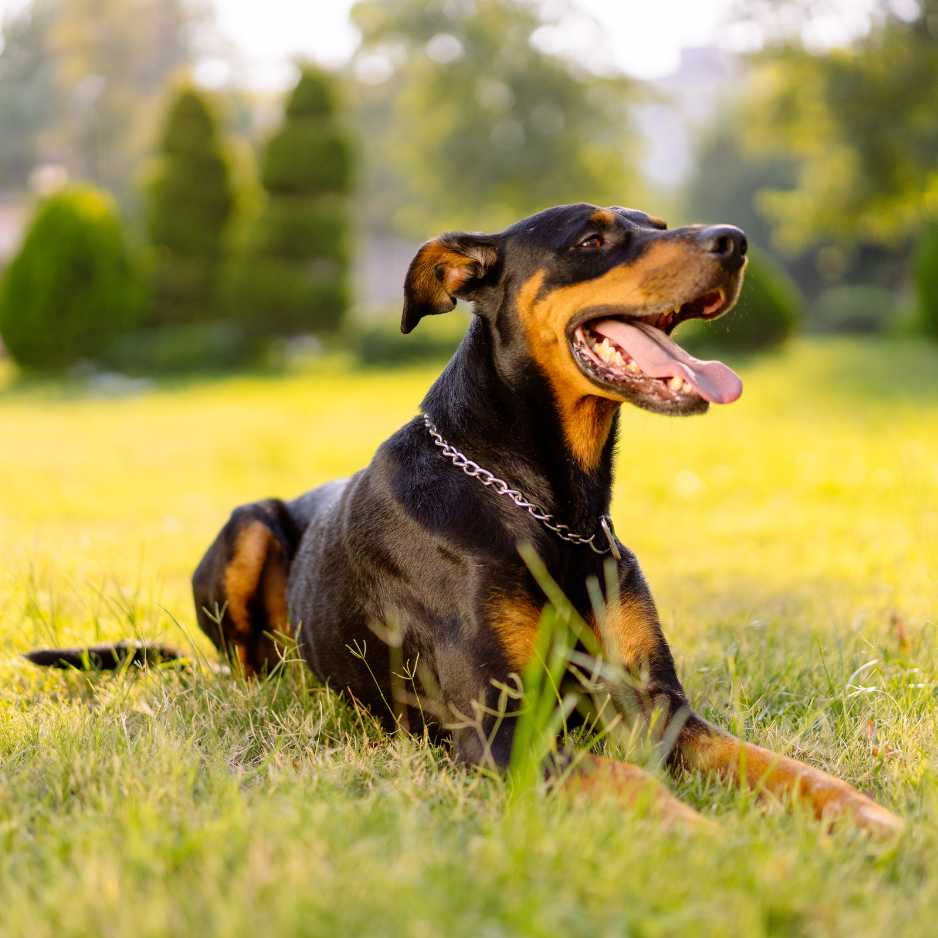 Doberman Pinscher Temperament and Behavior