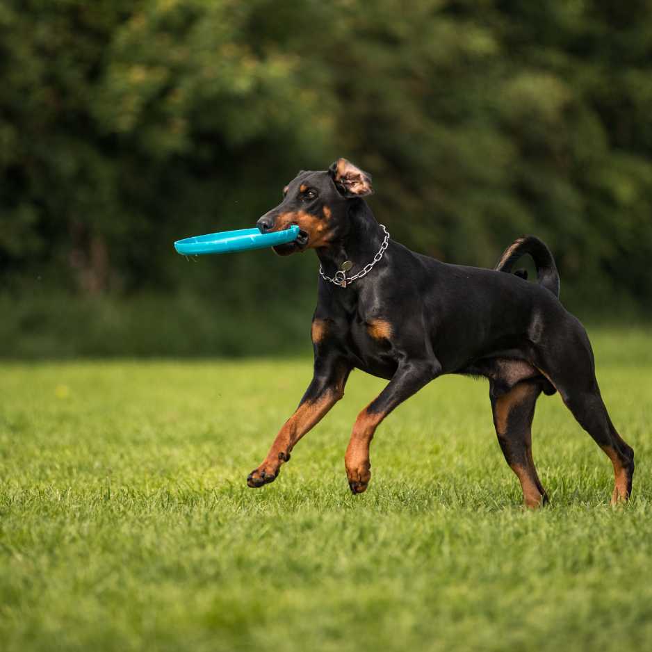 Doberman Training and Socialization