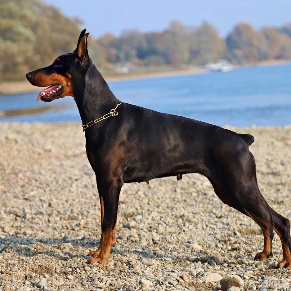 Dobermann Physical Characteristics