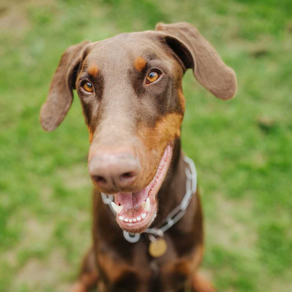 Exercise Needs For Doberman Dog