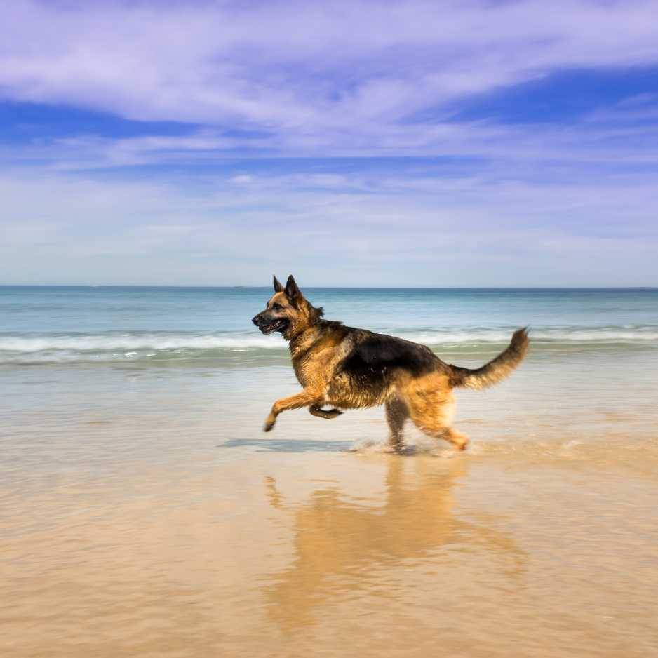 German Shepherd