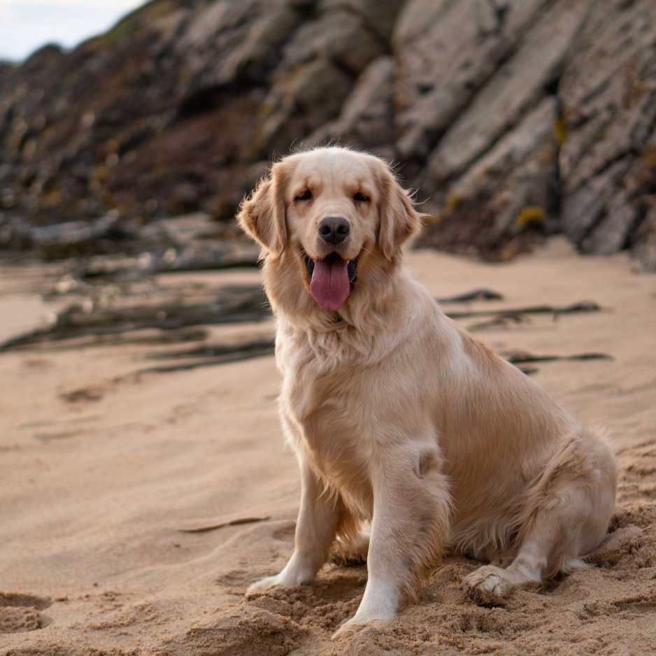 Golden Retriever