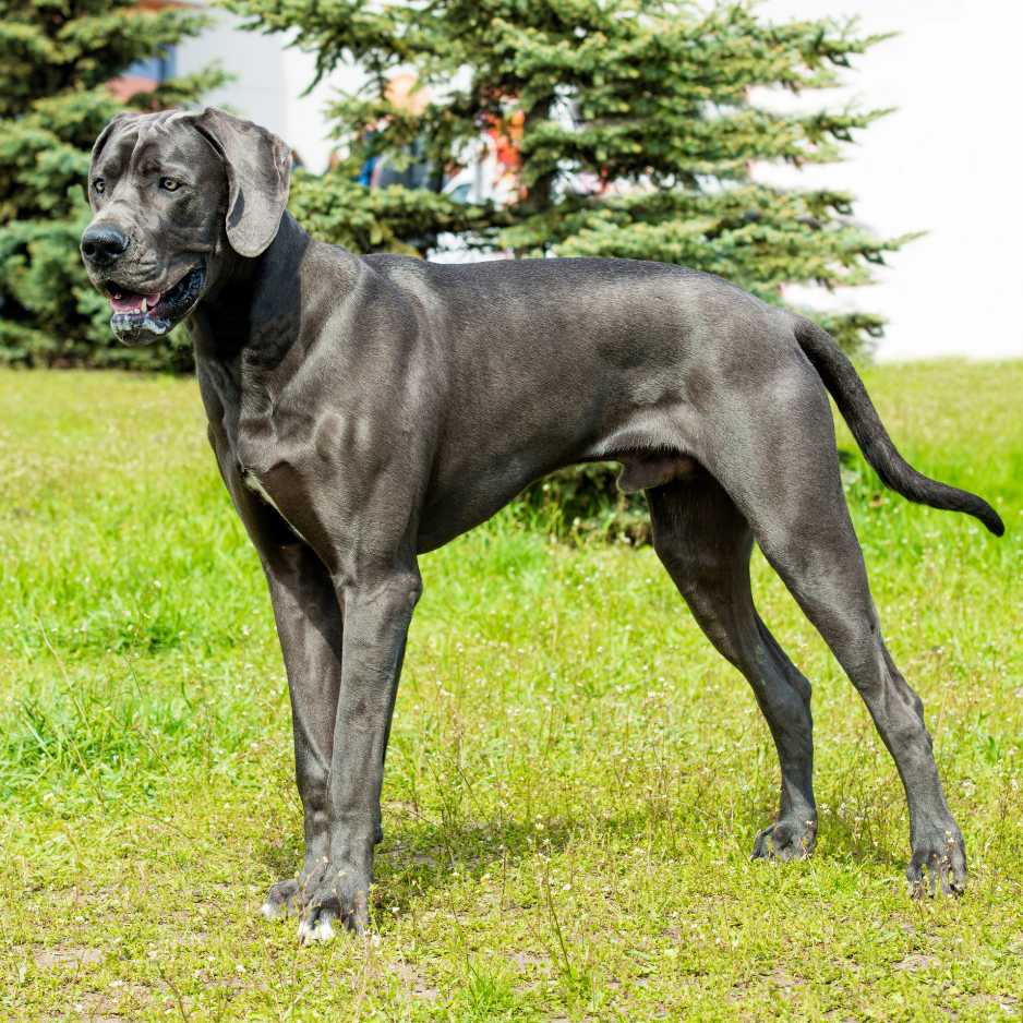 Great Dane