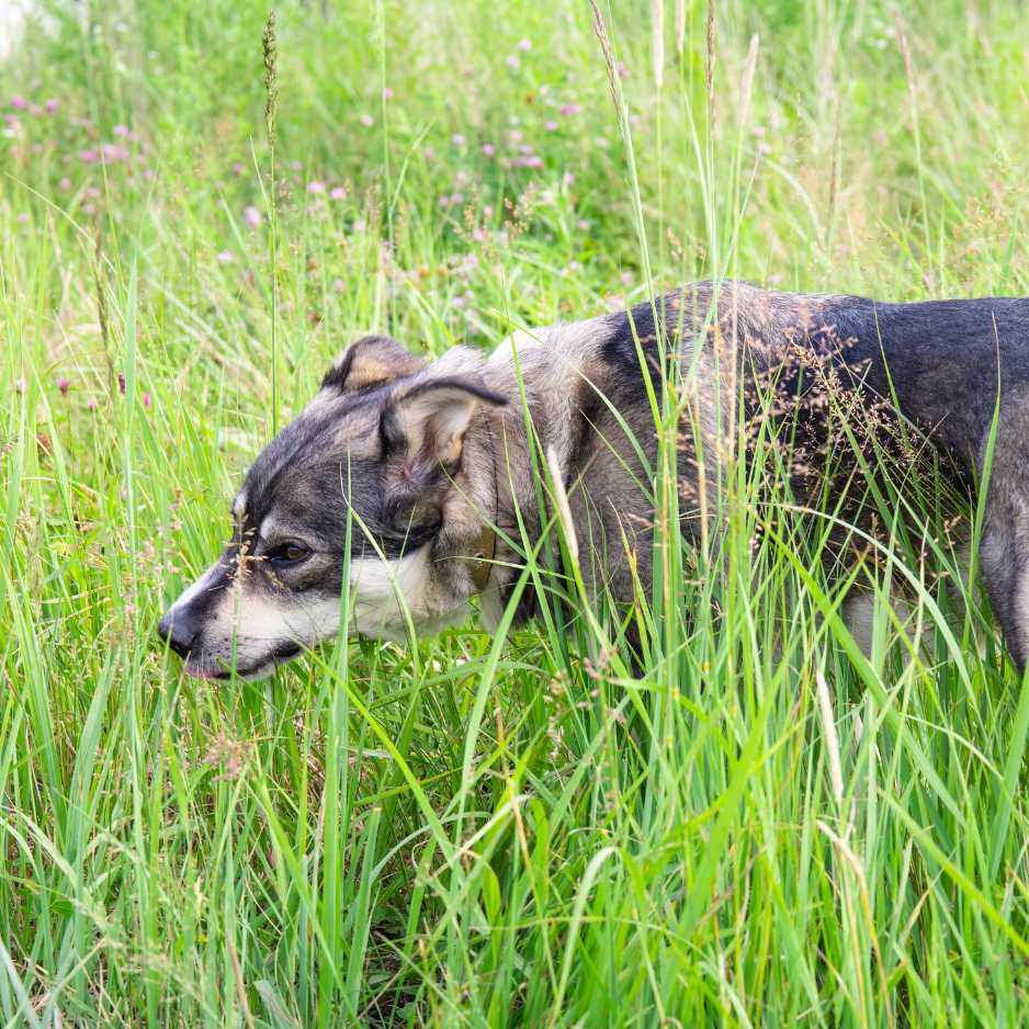 How To Manage Grass Eating In Dogs