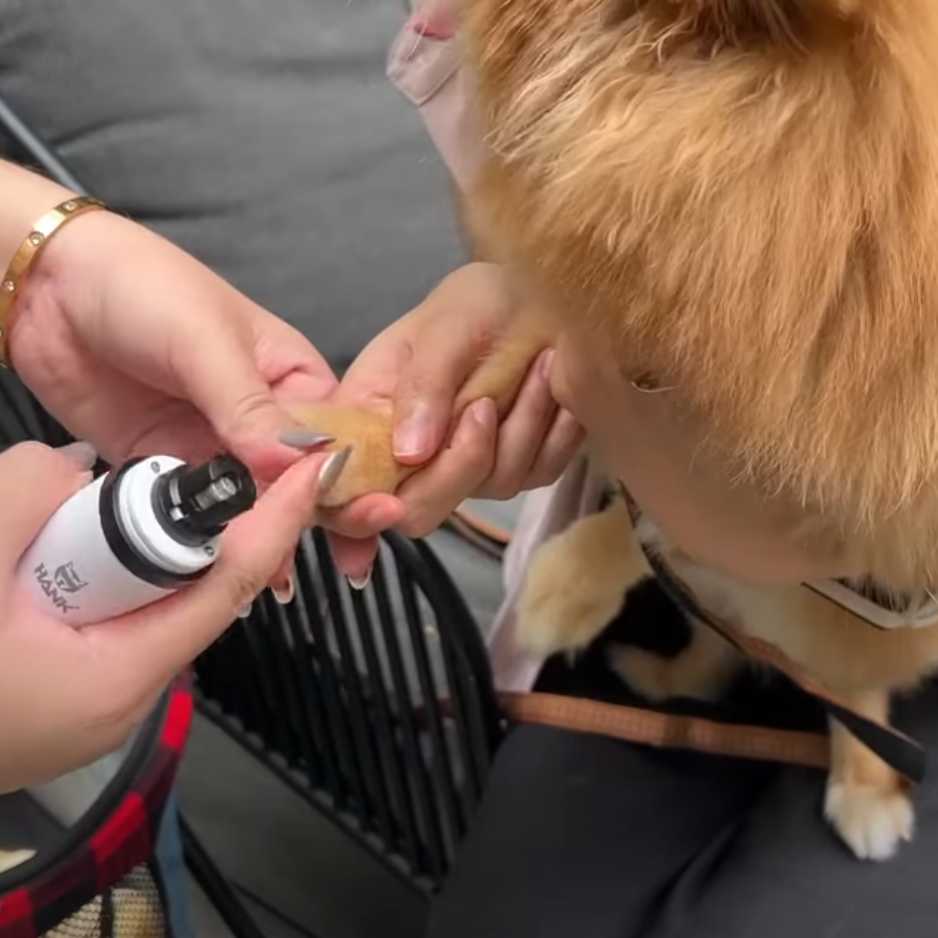 How to Properly Use a Pet Nail Grinder