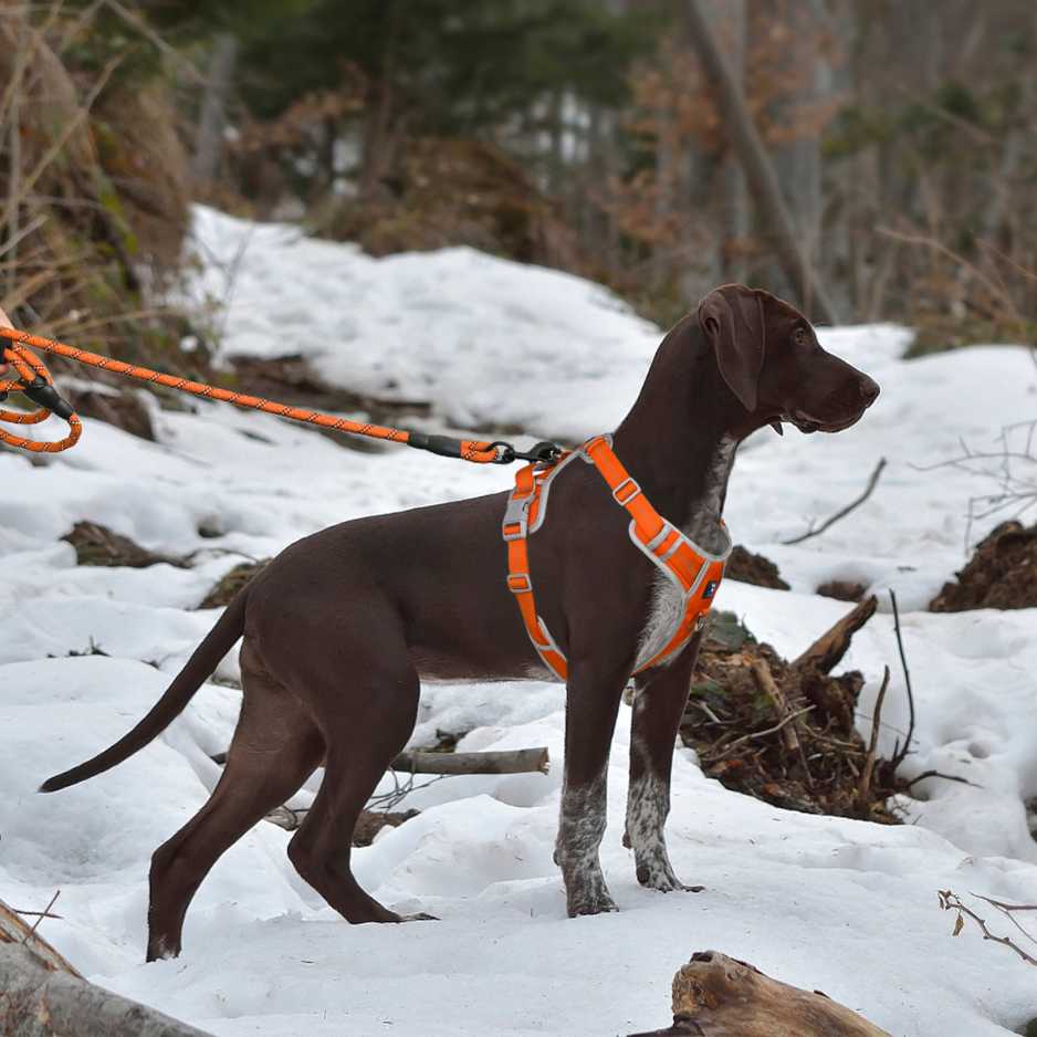 Key Features of a Good Dog Harness