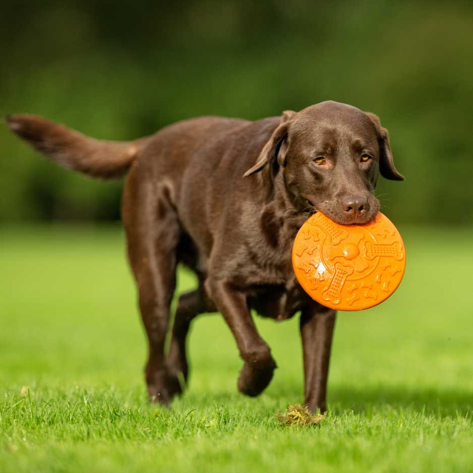 Labrador Retriever