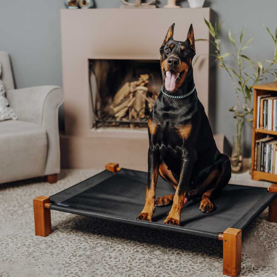 Living with a Doberman