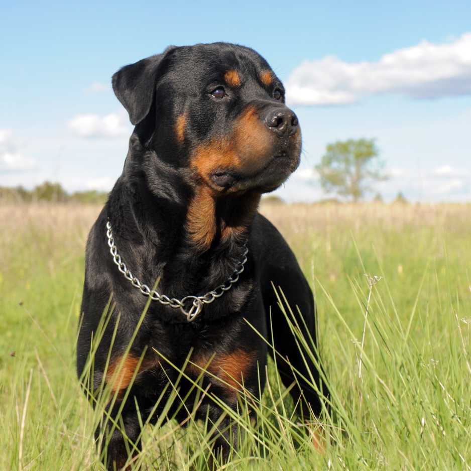 Rottweiler