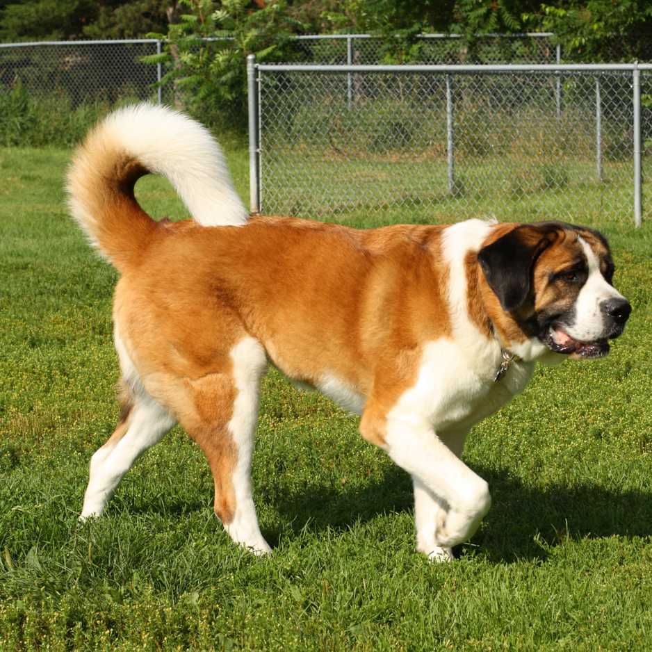 Saint Bernard