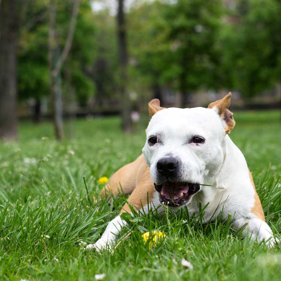 Scientific Studies On Grass Eating