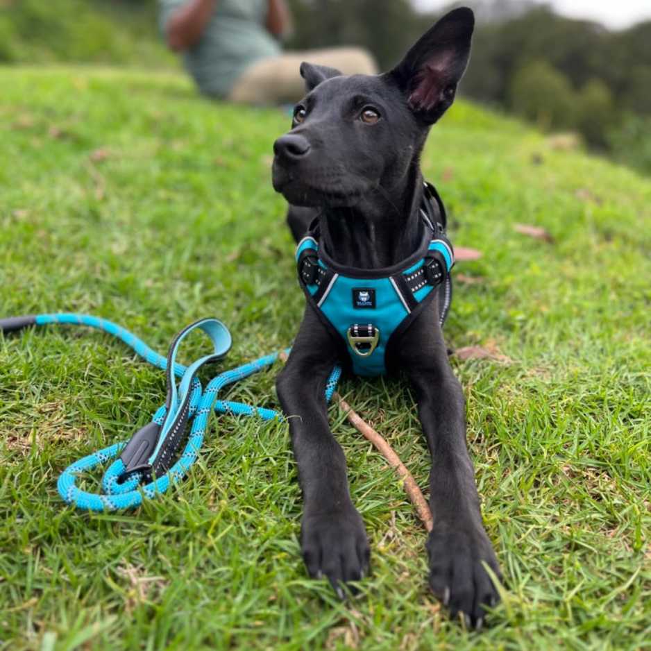 Things You Should Know Before Getting a Dog Harness