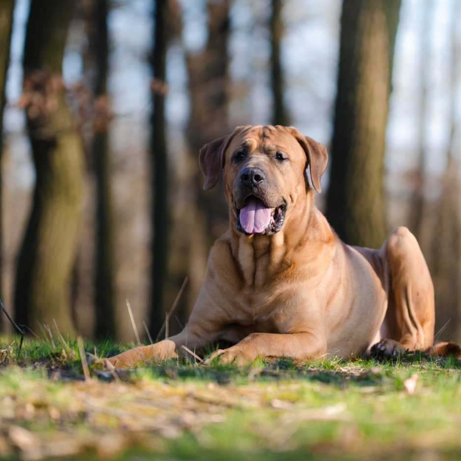 Top 10 Large Dog Breeds
