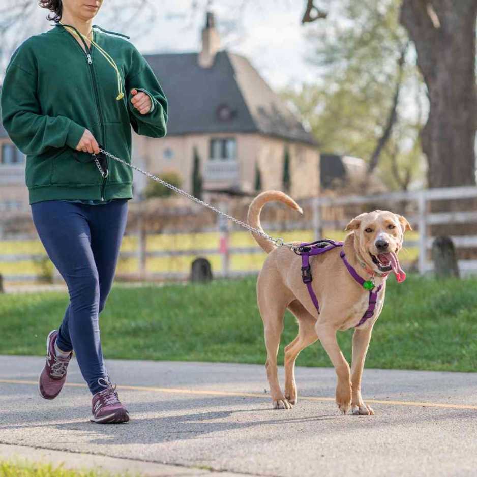 Types of Dog Harnesses