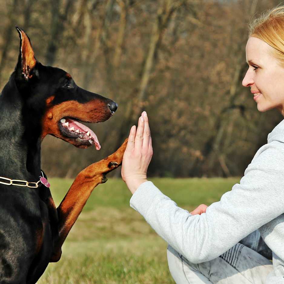 Why Choose a Doberman Dog as Your Pet