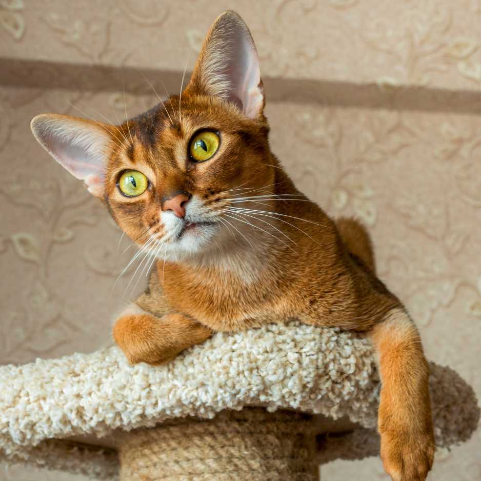 Abyssinian Cat