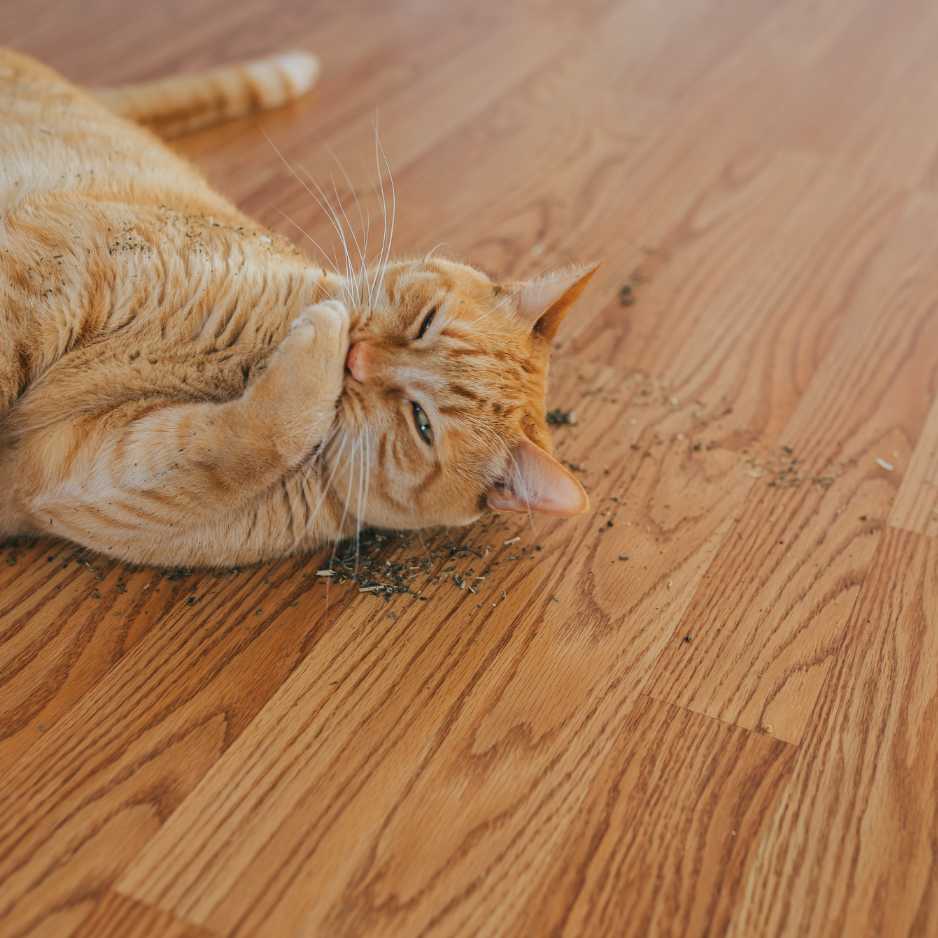 Benefits of Catnip for Cats