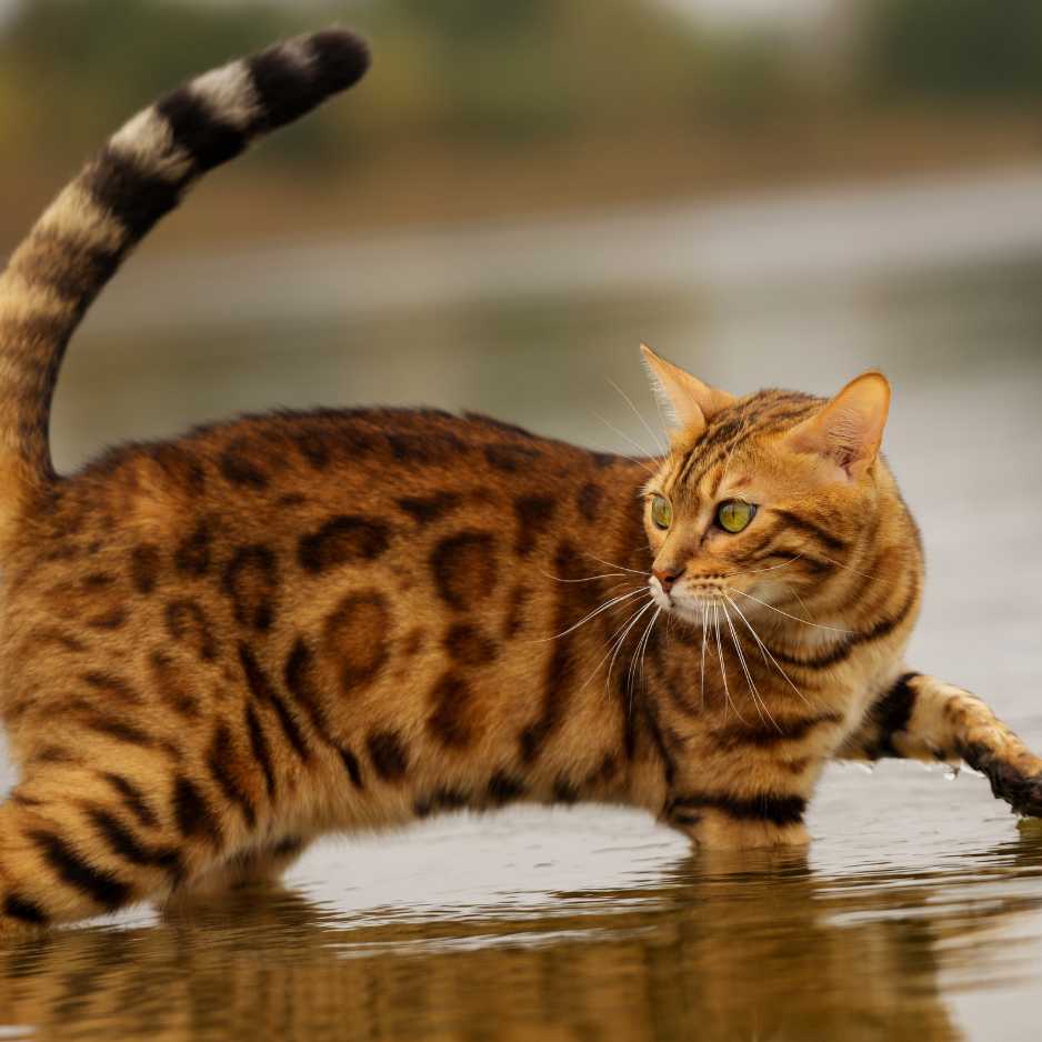 Bengal Cat