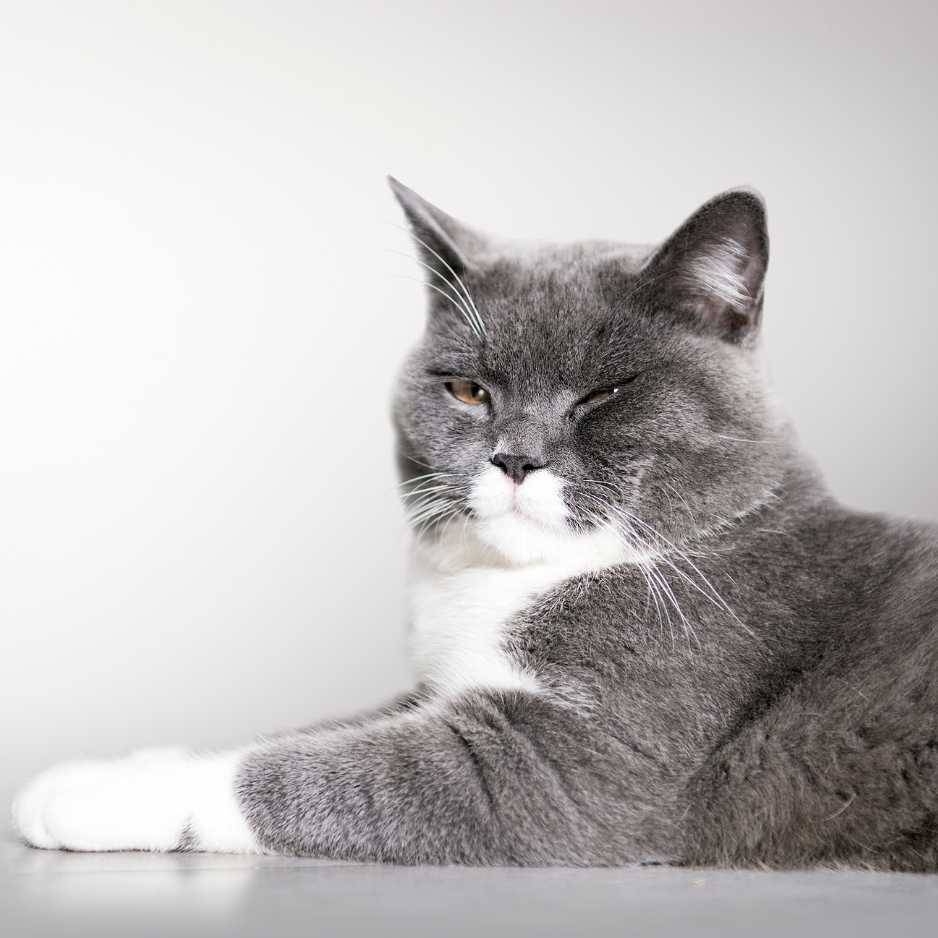 Care and Grooming for the British Shorthair