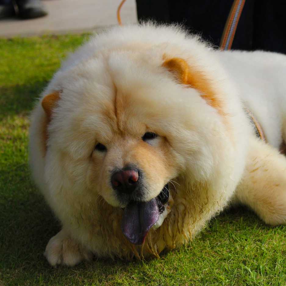 Care and Grooming for the Chow Chow